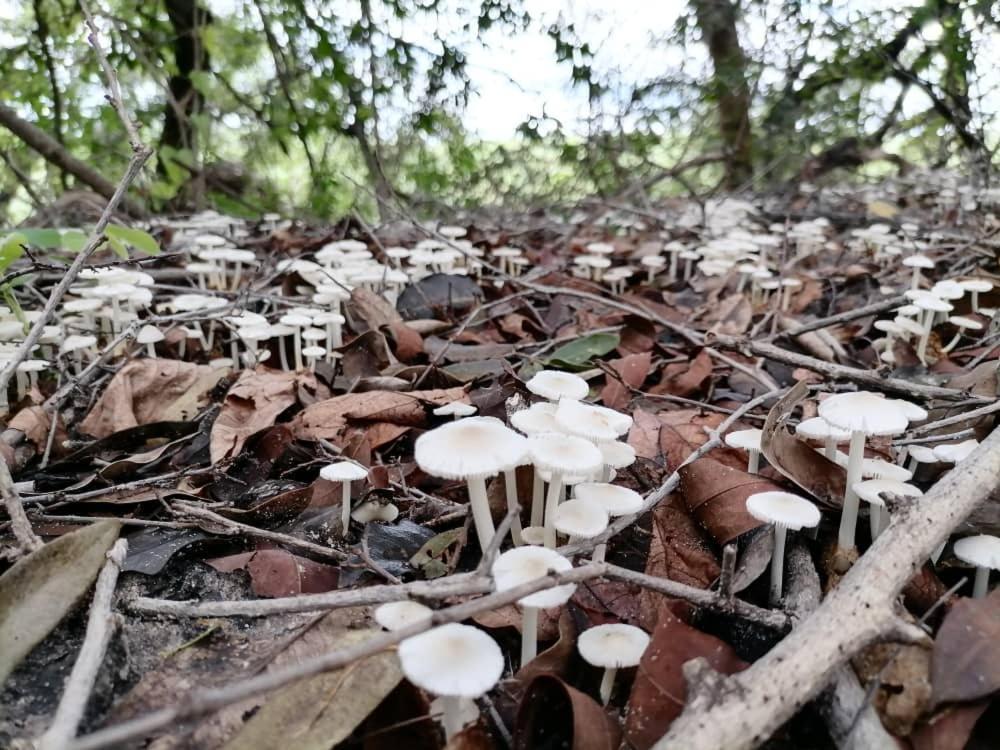 Askiesbos - Samochima Bush Camp Shakawe 외부 사진